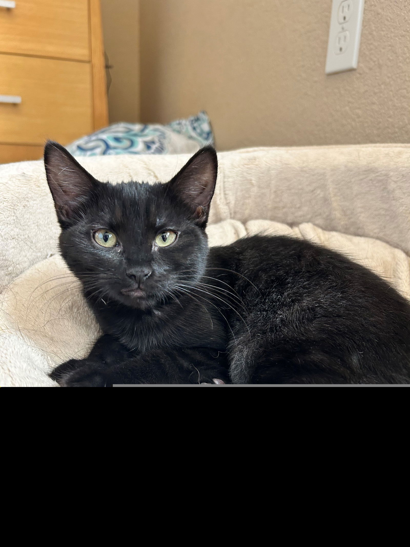 adoptable Cat in CO Spgs, CO named Jeju