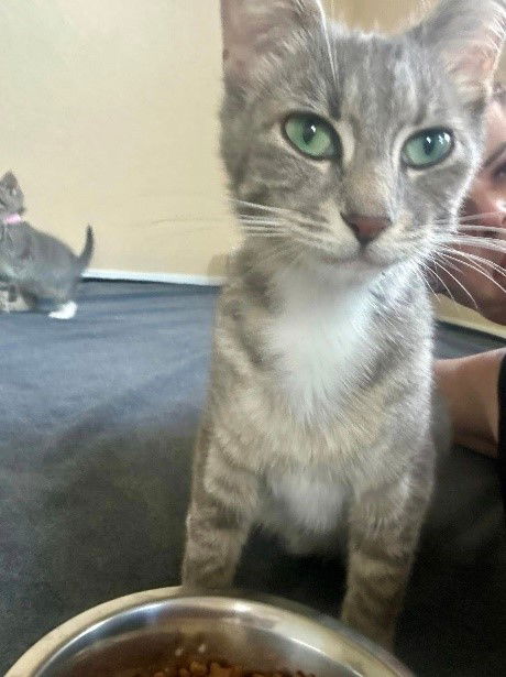 adoptable Cat in CO Spgs, CO named AKarolyna Reaper