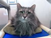 adoptable Cat in co spgs, CO named Filmina