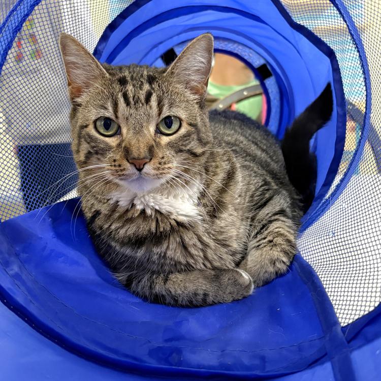 adoptable Cat in CO Spgs, CO named Lanai