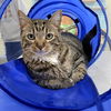 adoptable Cat in CO Spgs, CO named Lanai
