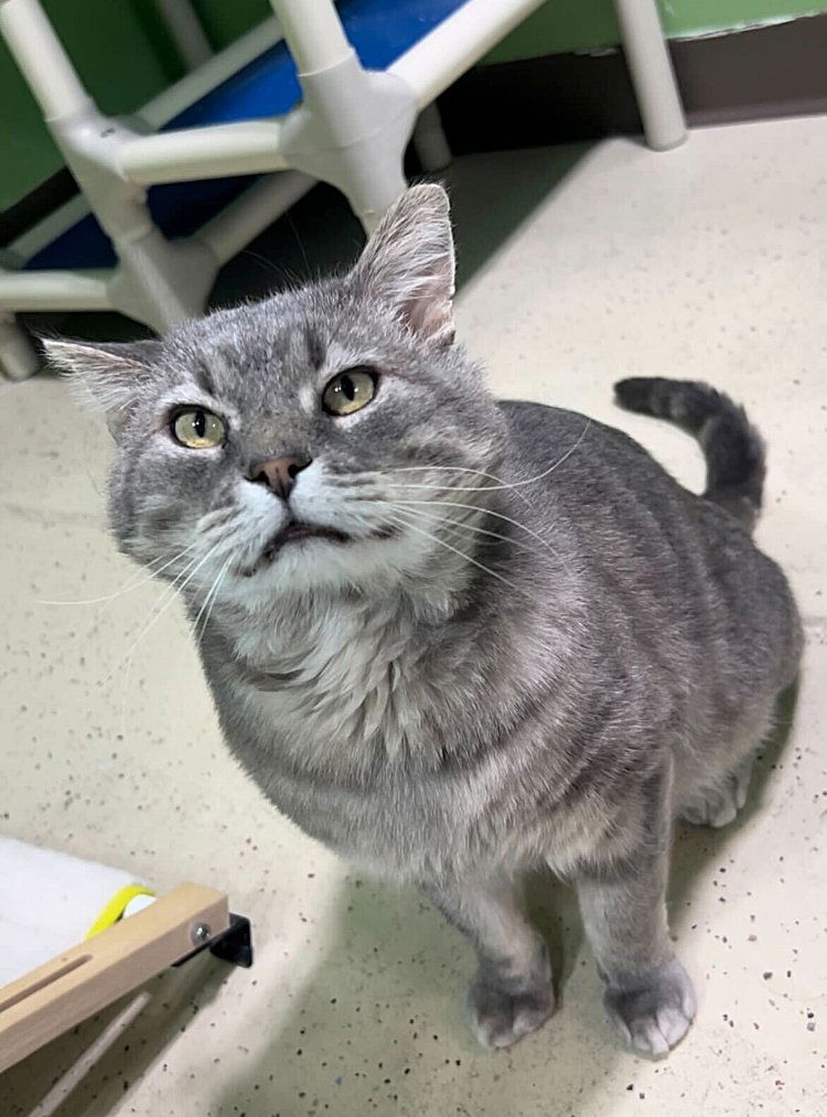 adoptable Cat in CO Spgs, CO named Wild Tiger