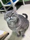 adoptable Cat in CO Spgs, CO named Wild Tiger