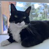 adoptable Cat in CO Spgs, CO named FurFur