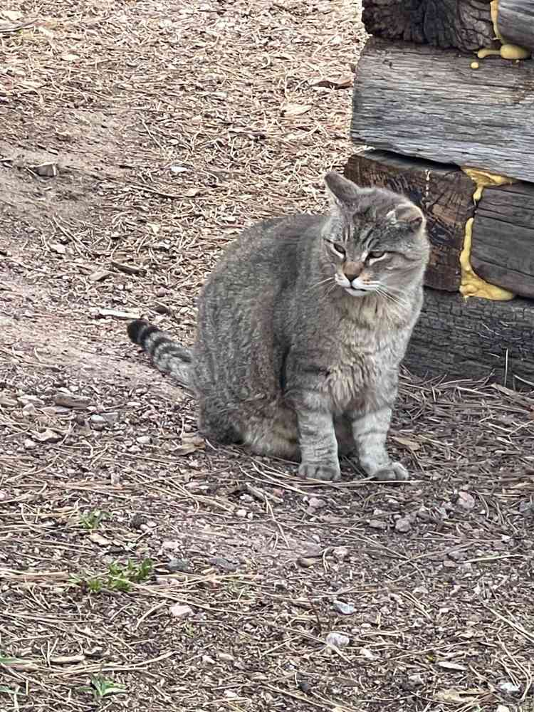 adoptable Cat in CO Spgs, CO named Barn Cats
