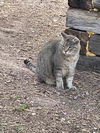 adoptable Cat in co spgs, CO named Barn Cats