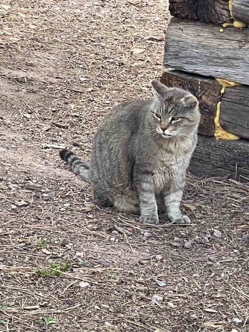 Barn Cats, Domestic Short Hair / Tabby, cat for adoption in Castle Rock, Colorado
