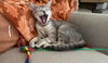 adoptable Cat in CO Spgs, CO named Sailor