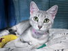adoptable Cat in CO Spgs, CO named Sailor