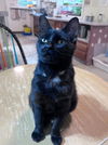 adoptable Cat in co spgs, CO named Blipbug