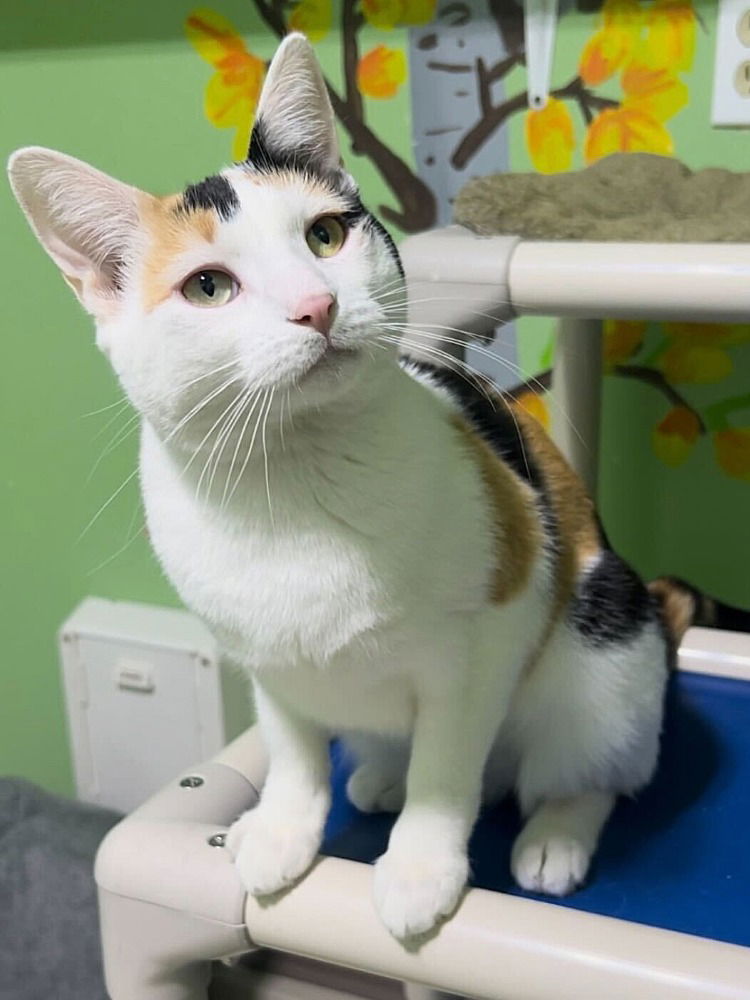 adoptable Cat in CO Spgs, CO named Zeldris