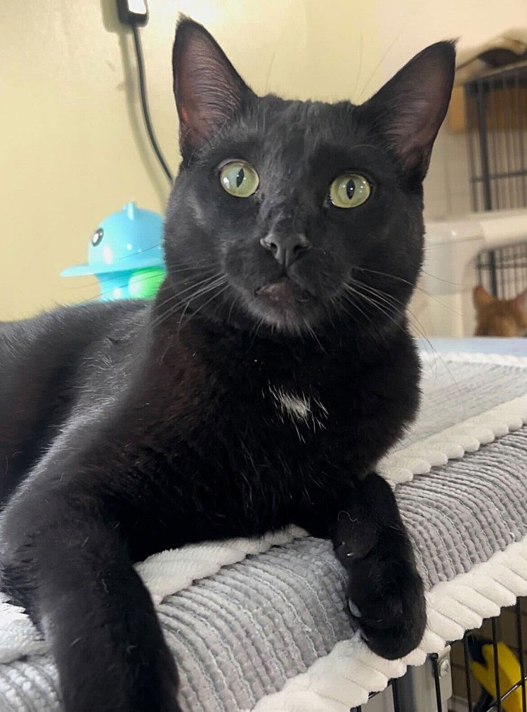adoptable Cat in CO Spgs, CO named Otsubo