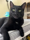 adoptable Cat in  named Otsubo