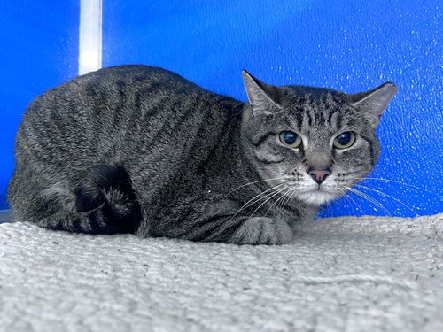 Pelly, an adoptable Domestic Short Hair in Colorado Springs, CO