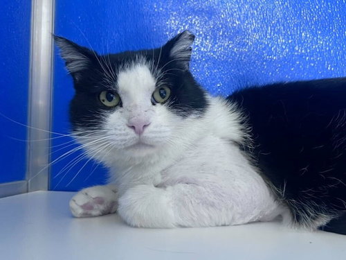 Reyson, an adoptable Domestic Short Hair in Colorado Springs, CO