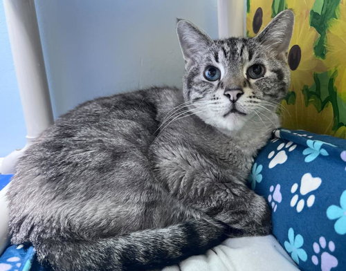 Linus, an adoptable Domestic Short Hair in Colorado Springs, CO
