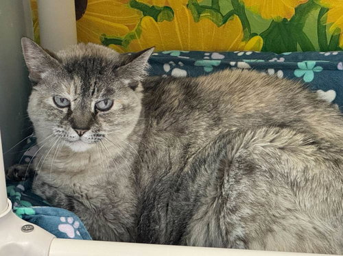 LuLu, an adoptable Domestic Short Hair in Colorado Springs, CO