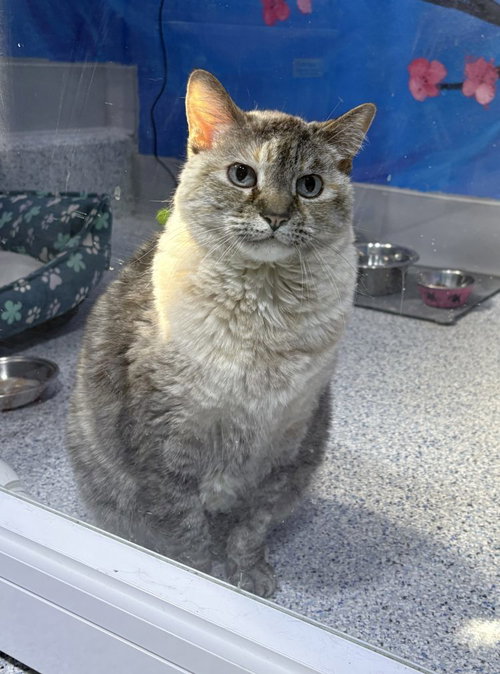 LuLu, an adoptable Domestic Short Hair in Colorado Springs, CO