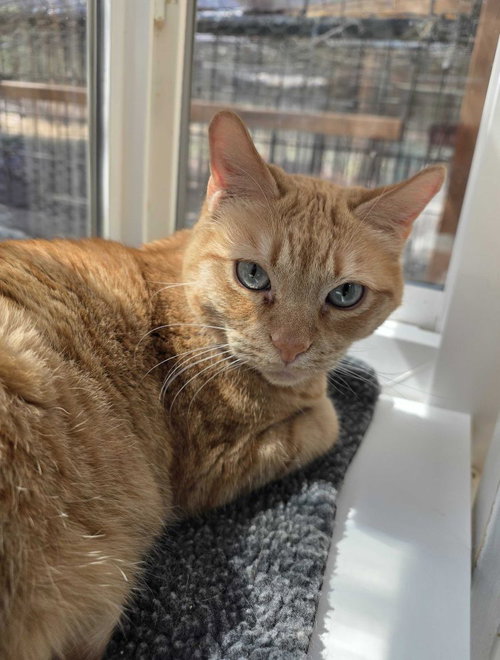 Undella, an adoptable Domestic Short Hair in Colorado Springs, CO