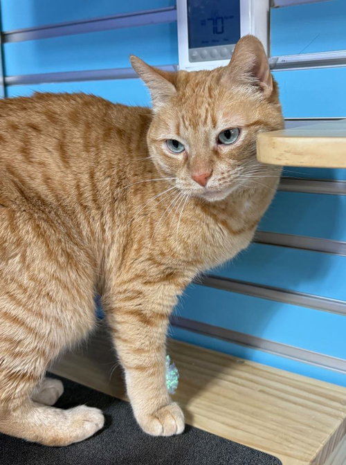 Undella, Senior Domestic Short Hair, cat for adoption in Castle Rock, Colorado