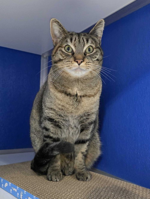 Miranda Lambert, an adoptable Domestic Short Hair in Colorado Springs, CO