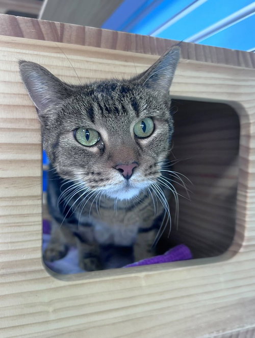Urbie, Senior Domestic Short Hair, cat for adoption in Castle Rock, Colorado