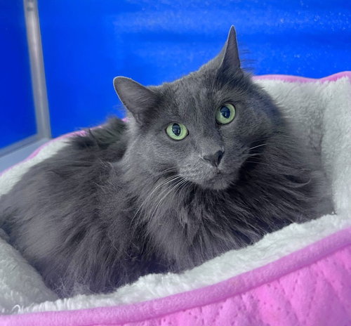 Jetstream, an adoptable Domestic Medium Hair in Colorado Springs, CO
