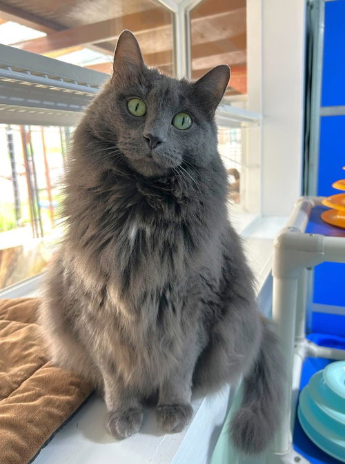 Jetstream, an adoptable Domestic Medium Hair in Colorado Springs, CO