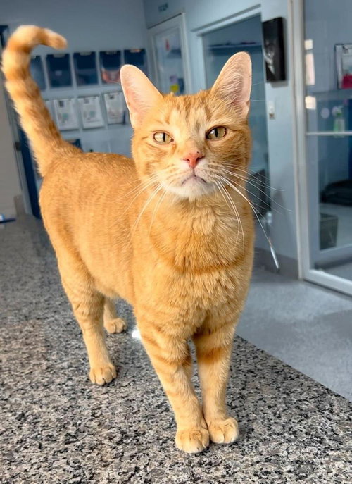 Yellow Fins, an adoptable Domestic Short Hair in Colorado Springs, CO