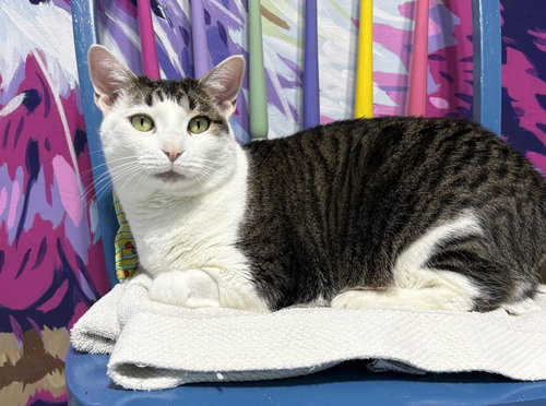 Titanus, an adoptable Domestic Short Hair in Colorado Springs, CO