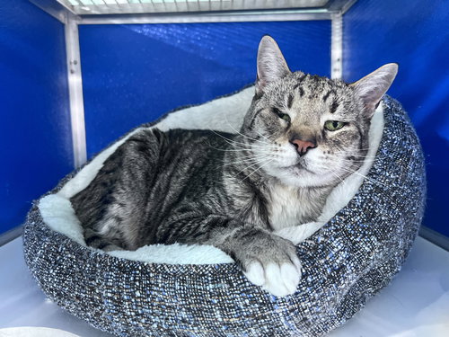 Shogi, an adoptable Domestic Short Hair in Colorado Springs, CO