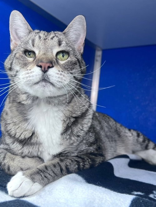 Shogi, an adoptable Domestic Short Hair in Colorado Springs, CO