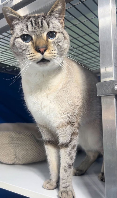 Uzumaki, an adoptable Domestic Short Hair in Colorado Springs, CO