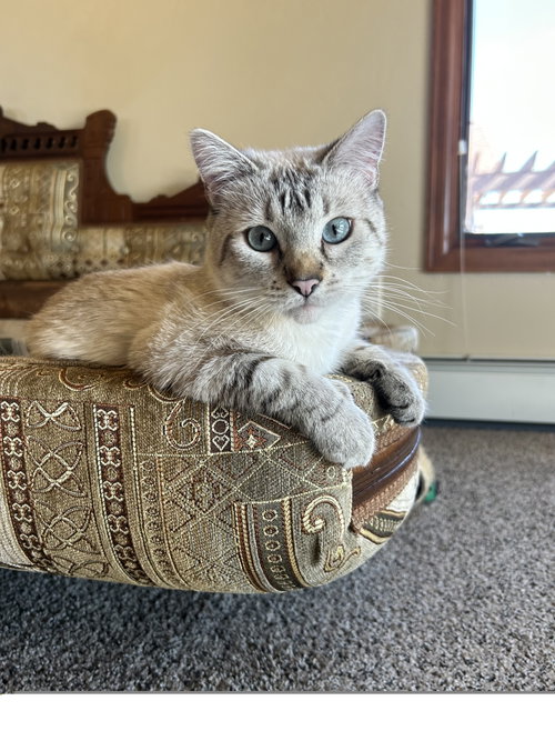 Double Mini, an adoptable Domestic Medium Hair in Colorado Springs, CO