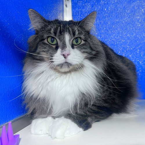 Atria, an adoptable Domestic Medium Hair in Colorado Springs, CO
