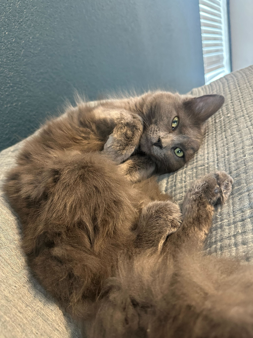 Daichi, an adoptable Domestic Medium Hair in Colorado Springs, CO
