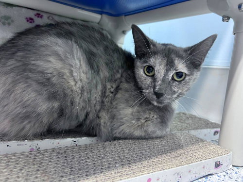 Novala, an adoptable Domestic Short Hair in Colorado Springs, CO