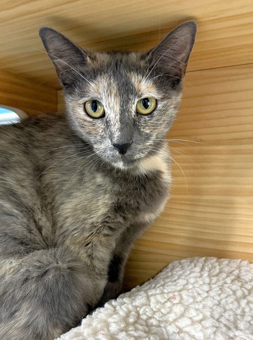 Novala, Young Domestic Short Hair, cat for adoption in Castle Rock, Colorado