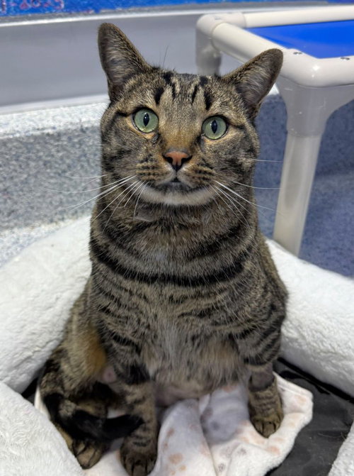 Conand, an adoptable Domestic Short Hair in Colorado Springs, CO