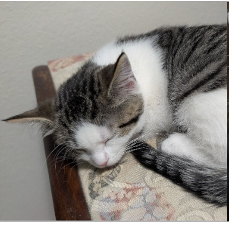 Helena Harper, Baby Domestic Short Hair, cat for adoption in Parker, Colorado