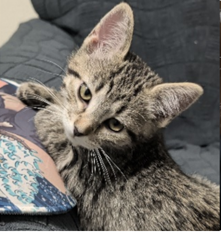 Healing Wish, Baby Domestic Short Hair, cat for adoption in Parker, Colorado