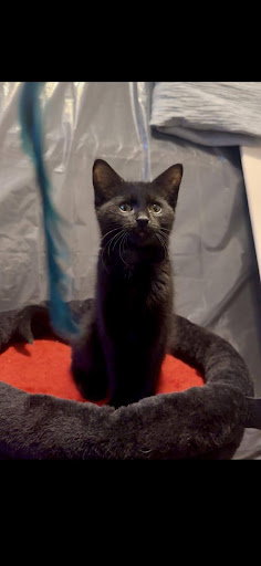 Levitate, Baby Domestic Short Hair, cat for adoption in Centennial, Colorado