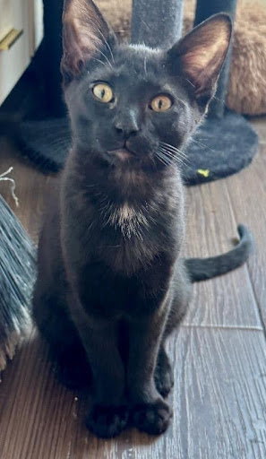 Libro, Baby Domestic Short Hair, cat for adoption in Centennial, Colorado