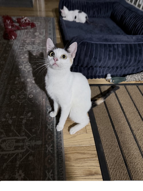 Olivia Colomar, an adoptable Domestic Short Hair in Colorado Springs, CO