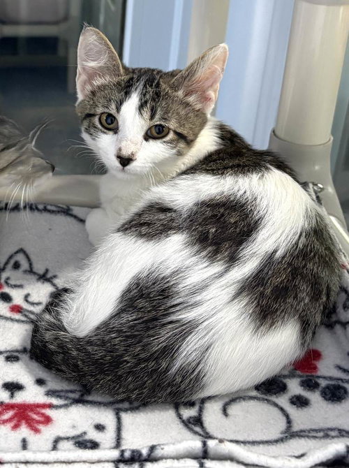 Teslapunk, an adoptable Domestic Short Hair in Colorado Springs, CO