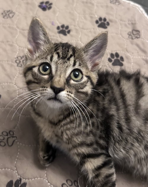 Noa, an adoptable Domestic Short Hair in Colorado Springs, CO