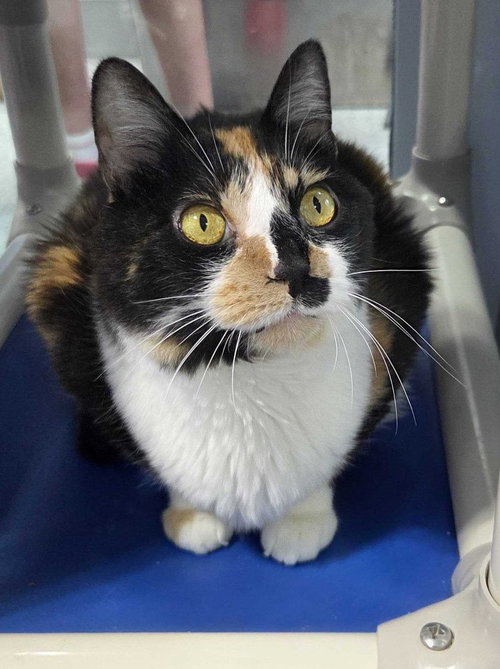 Fairy Lock, an adoptable Domestic Short Hair in Colorado Springs, CO