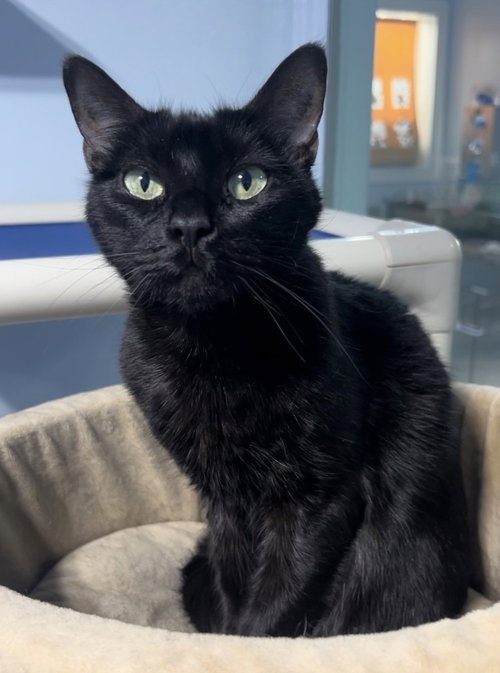 Fancy Apple, an adoptable Domestic Short Hair in Colorado Springs, CO