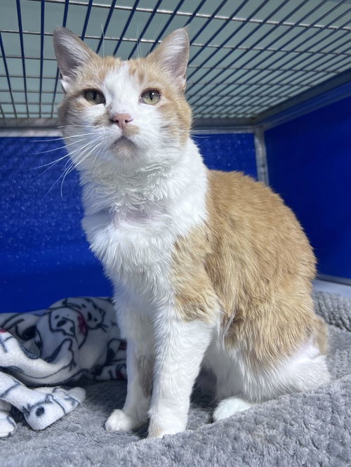 Witney, an adoptable Domestic Short Hair in Colorado Springs, CO