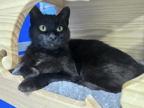 Elrok, an adoptable Domestic Short Hair in Colorado Springs, CO